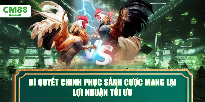 Bí quyết chinh phục sảnh cược mang lại lợi nhuận tối ưu